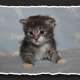 Norwegische Waldkatzen Kitten suchen...